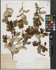 Foto von Salix aurita L.